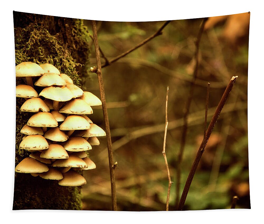 Mushrooms Tapestry featuring the photograph Cluster o Shrooms by Monte Arnold
