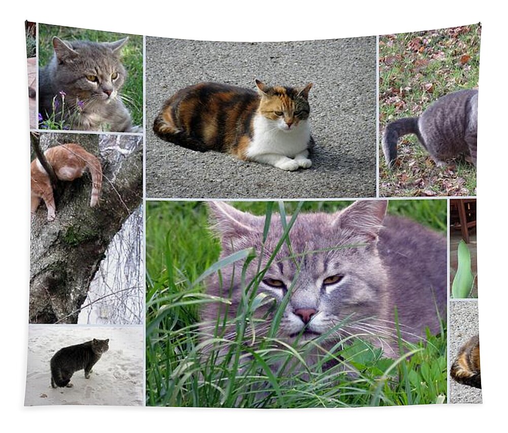 Cats Tapestry featuring the photograph Collage Of Photos Cats by Vesna Martinjak