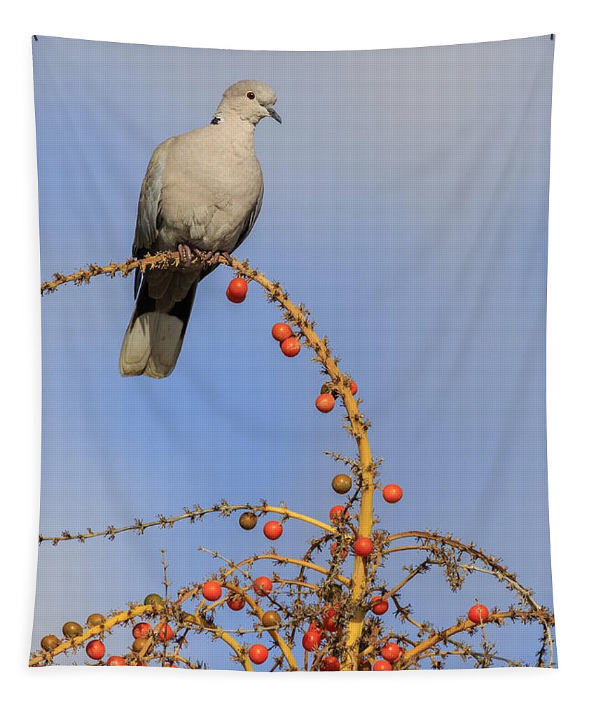 Beautiful Tapestry featuring the photograph Collard Dove by Chris Smith