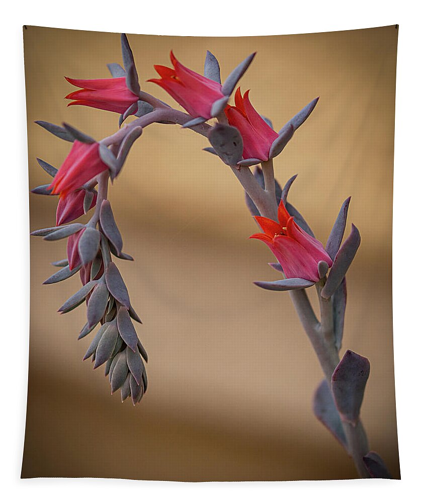 Plant Tapestry featuring the photograph Color and Curve by Teresa Wilson