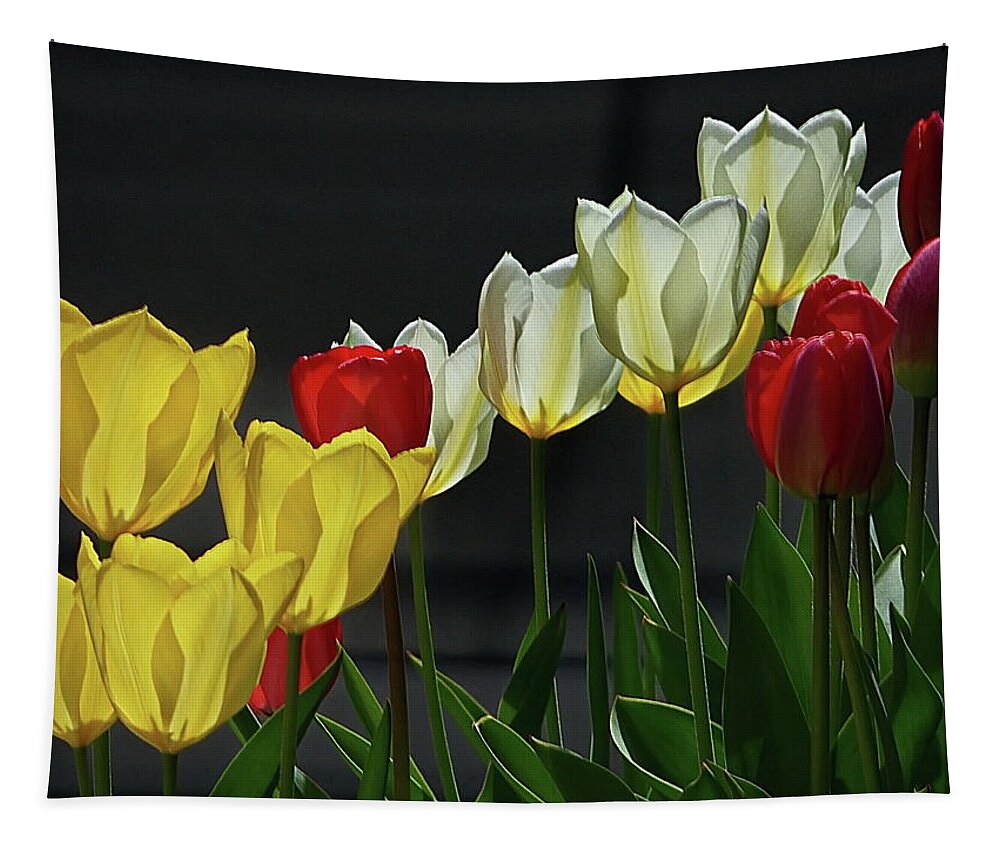 Tulips Tapestry featuring the photograph Color and Light by Lyuba Filatova