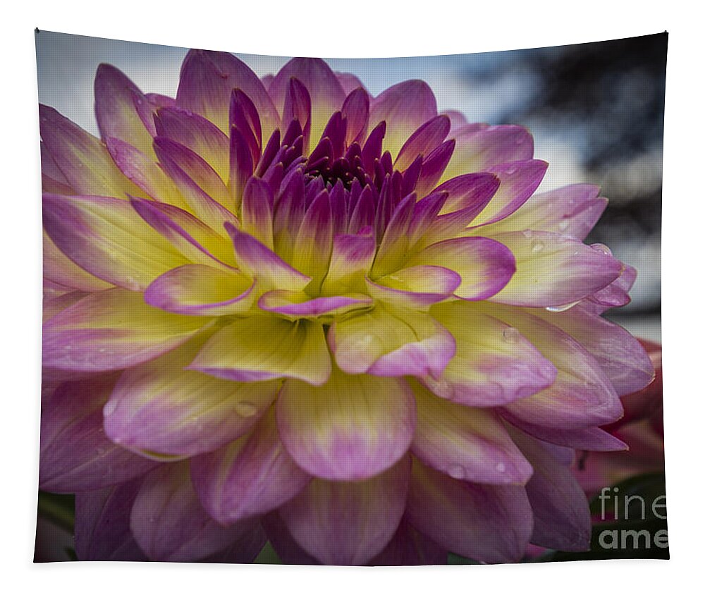 Flora Tapestry featuring the photograph Color Starburst by Joann Long