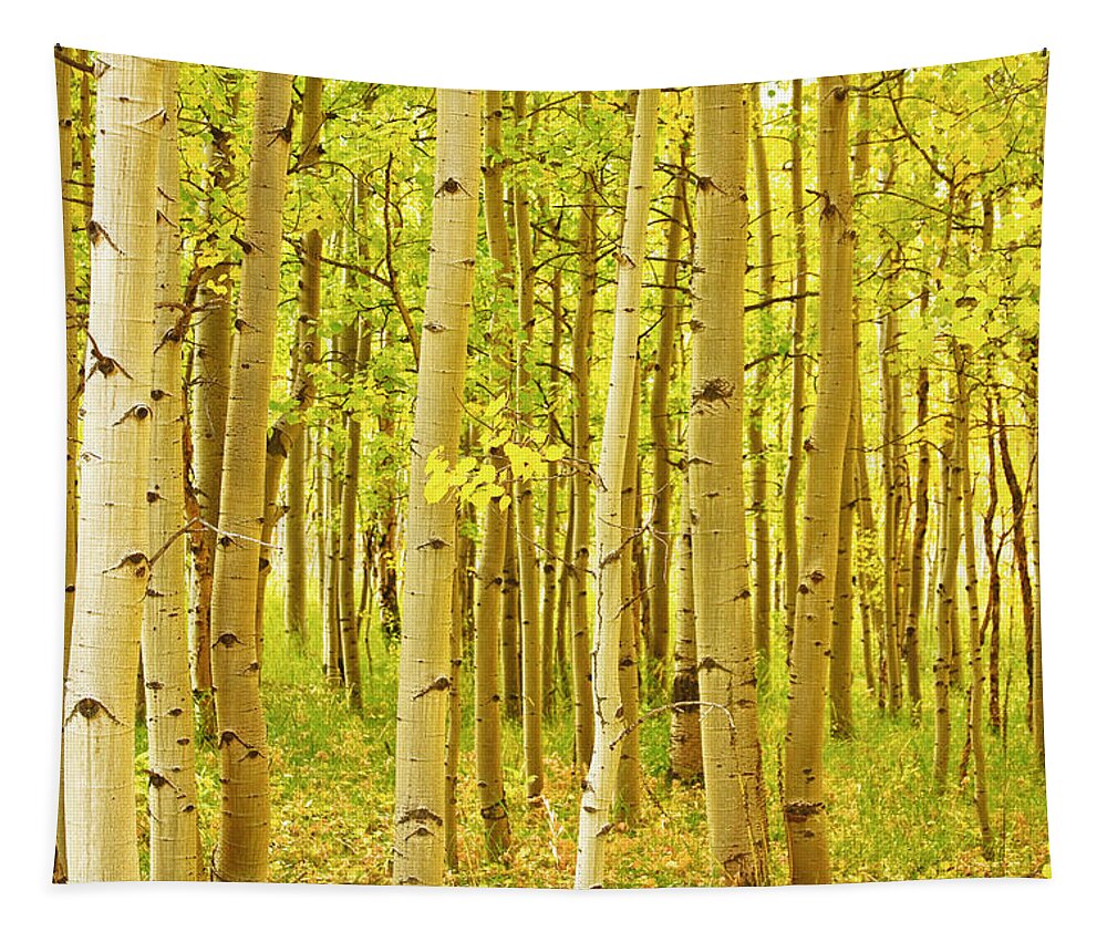 Autumn Tapestry featuring the photograph Colorado Fall Foliage Aspen Landscape by James BO Insogna
