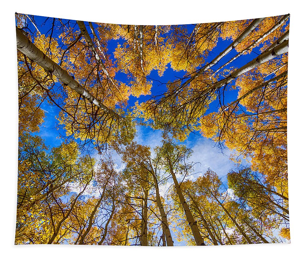 Aspen Tapestry featuring the photograph Colorful Aspen Forest Canopy by James BO Insogna