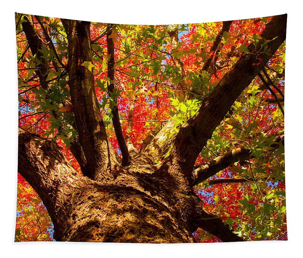 Forest Tapestry featuring the photograph Colorful Autumn Abstract by James BO Insogna