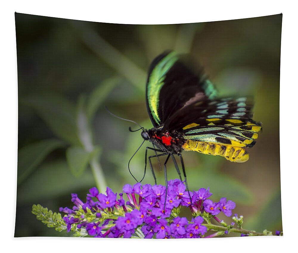  Animal Tapestry featuring the photograph Colorful Northern Butterfly by Penny Lisowski