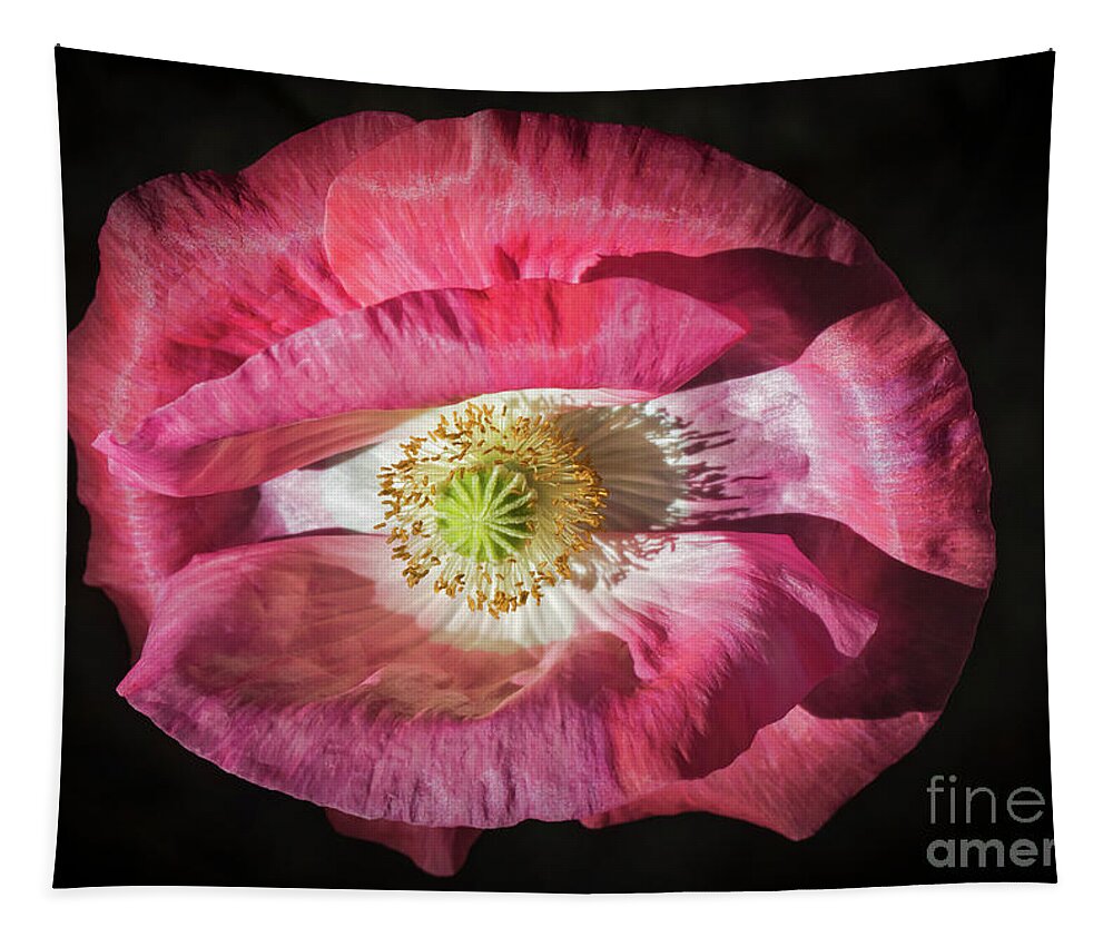 Colorful Poppy Tapestry featuring the photograph Colorful Poppy by Mitch Shindelbower