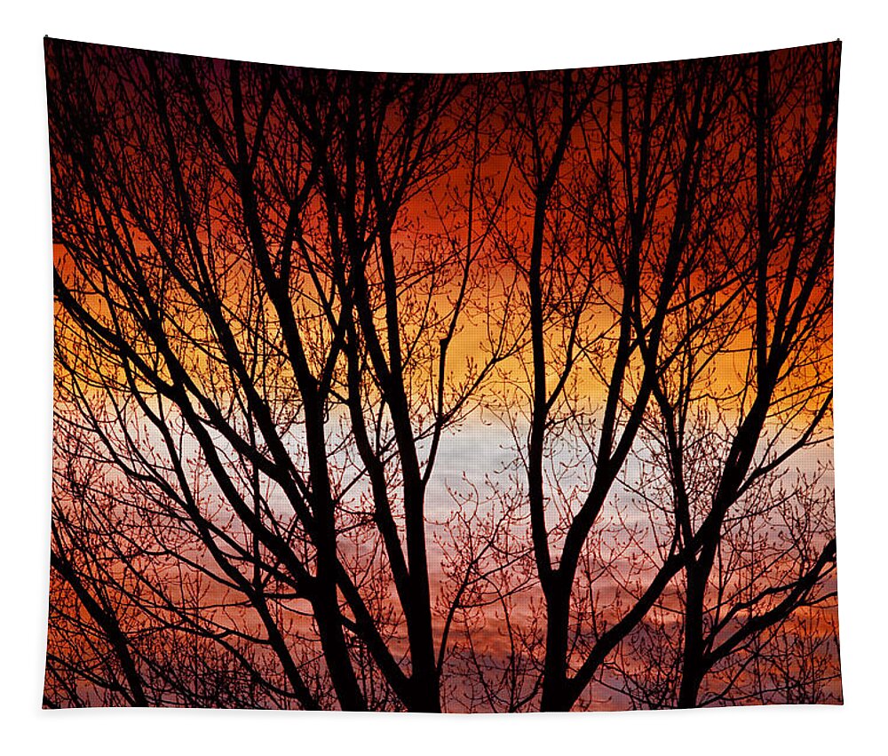 Silhouette Tapestry featuring the photograph Colorful Tree Branches by James BO Insogna