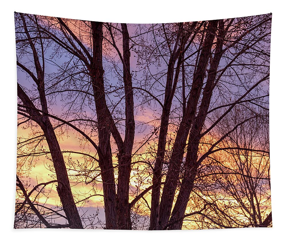 Colorful Tapestry featuring the photograph Colorful Tree Branches Night by James BO Insogna