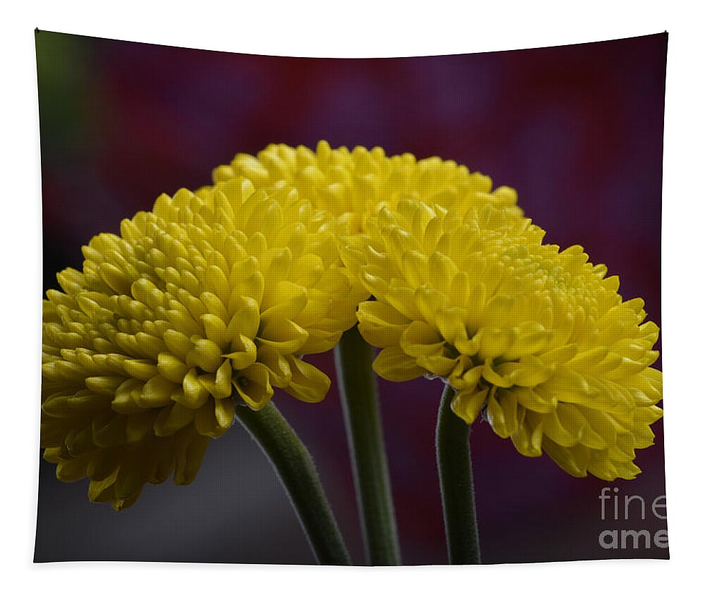 Flower Tapestry featuring the photograph Colorful triplet by Robert WK Clark