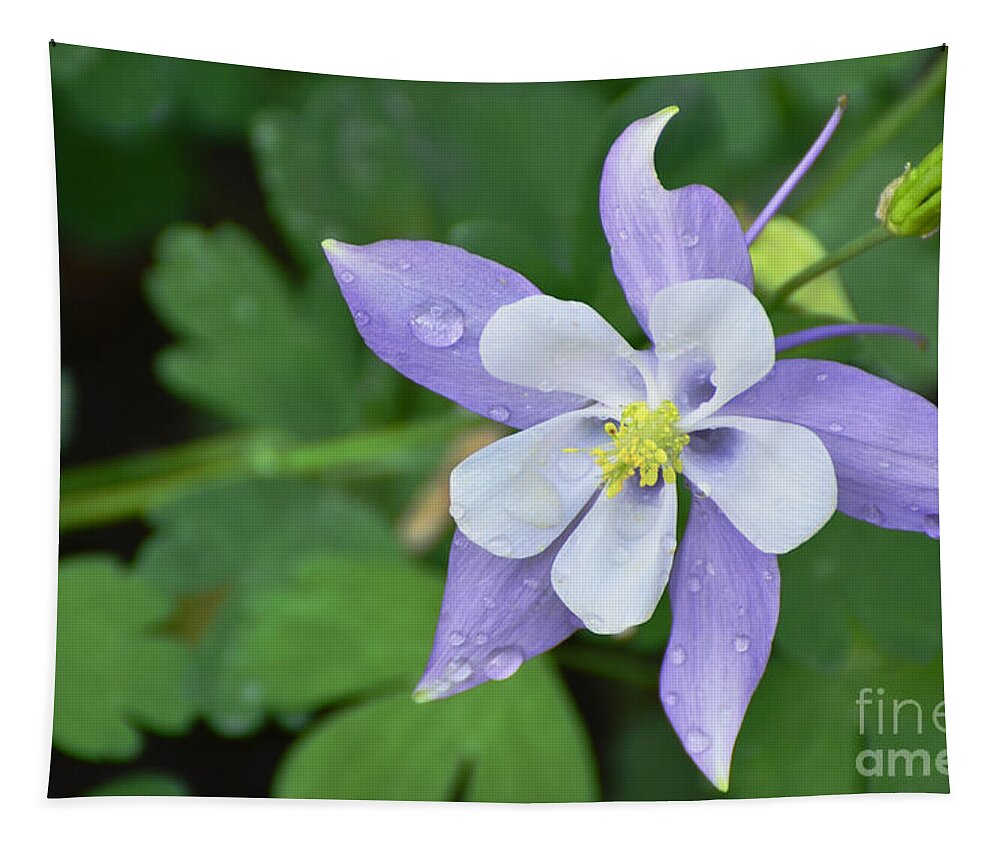 Columbine Tapestry featuring the photograph Columbine after a Shower by Debby Pueschel