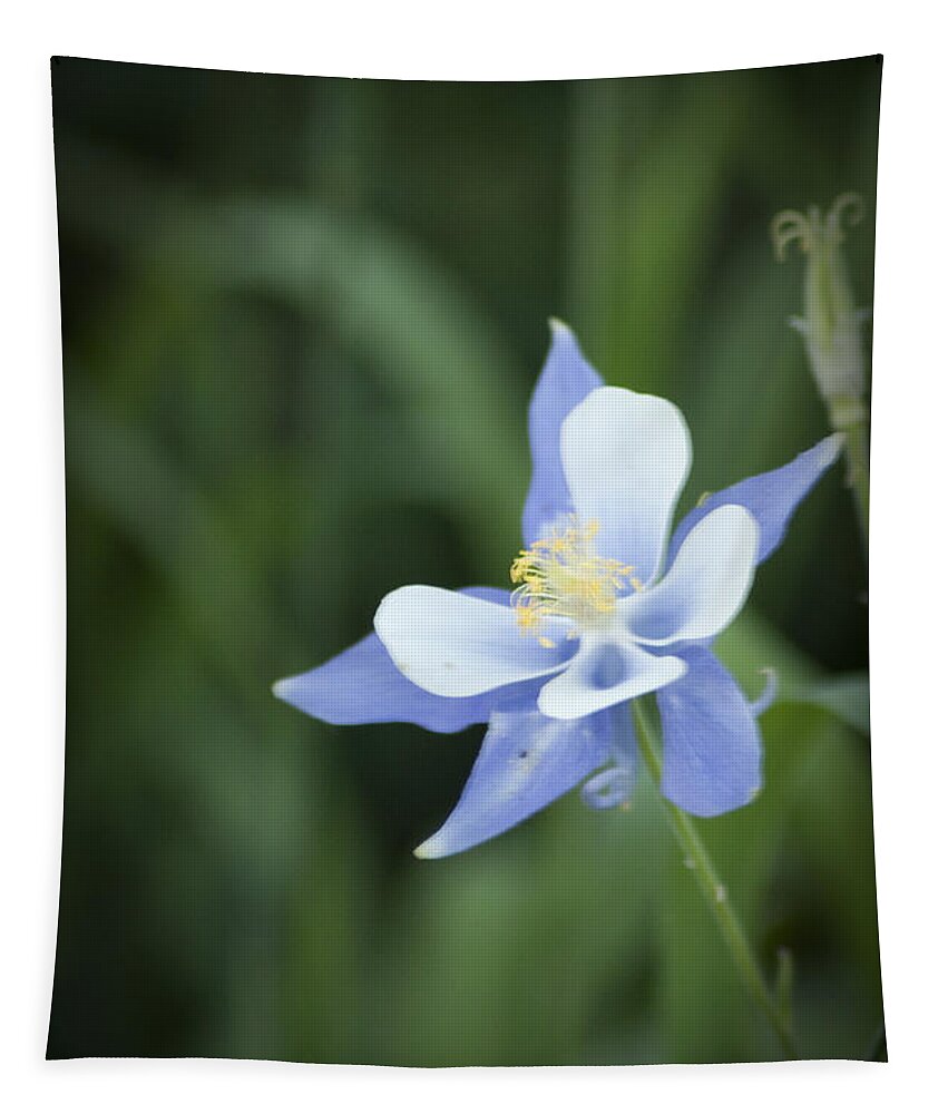 Colorado State Flower Tapestry featuring the photograph Columbine by Daniel Hebard