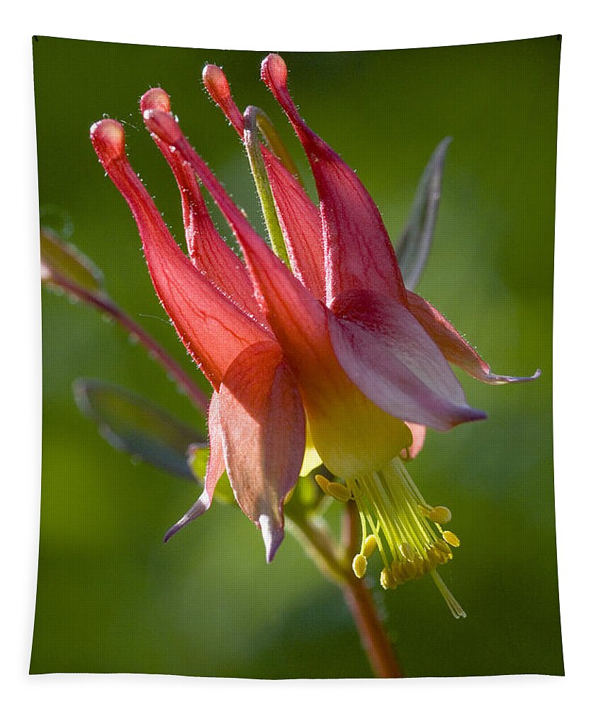 Wildflower Tapestry featuring the photograph Columbine by Linda McRae