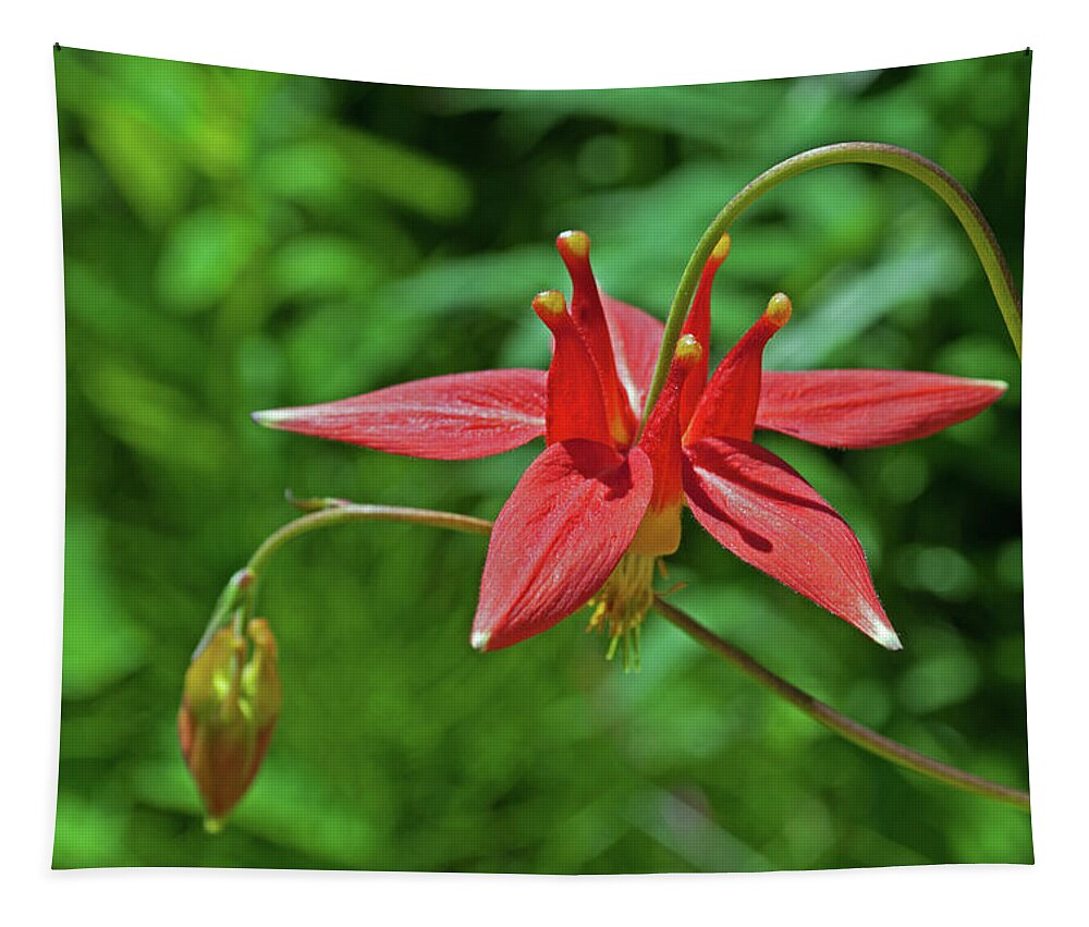 Columbine Tapestry featuring the photograph Columbines 2 by Cathy Mahnke