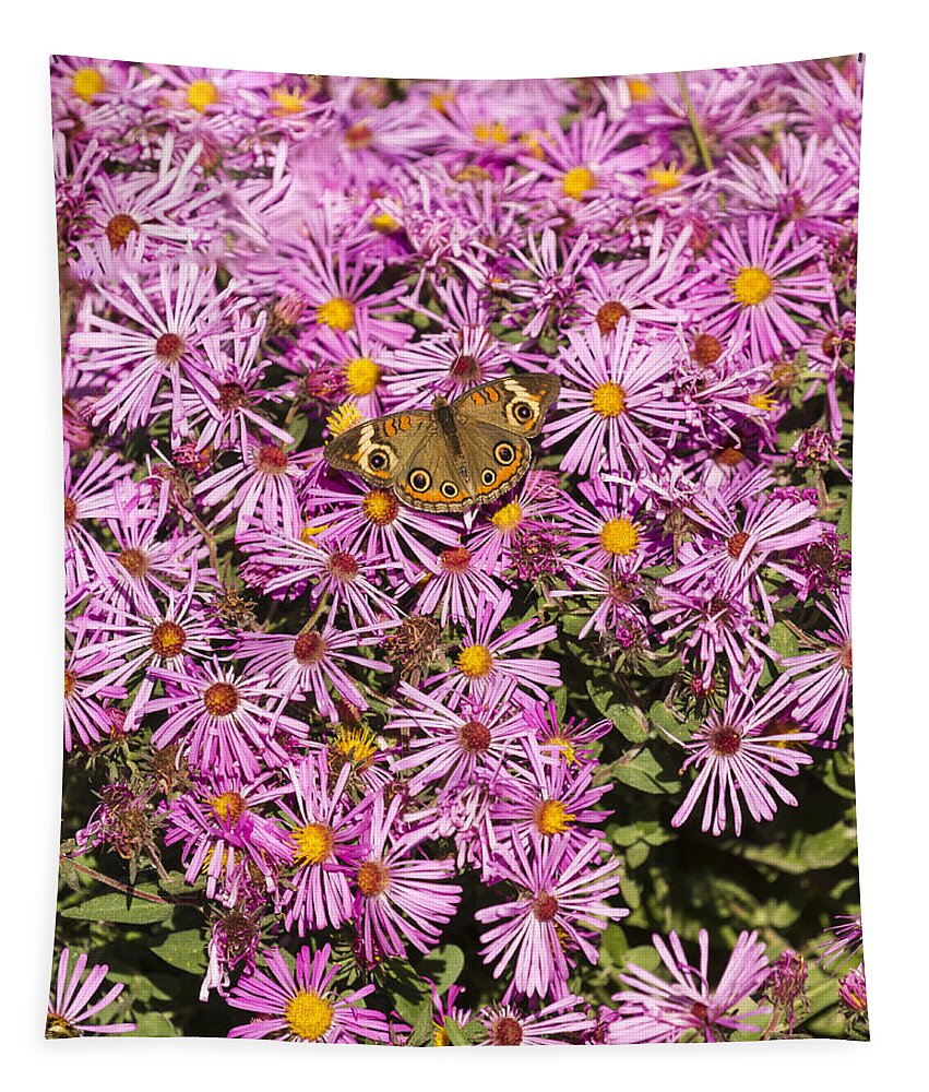 Common Buckeye Tapestry featuring the photograph Common Buckeye and Aster 2013-1 by Thomas Young