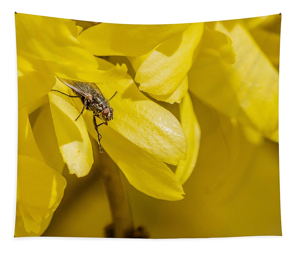 Cyclorrhapha Tapestry featuring the photograph Common Housefly on yellow flower by SAURAVphoto Online Store