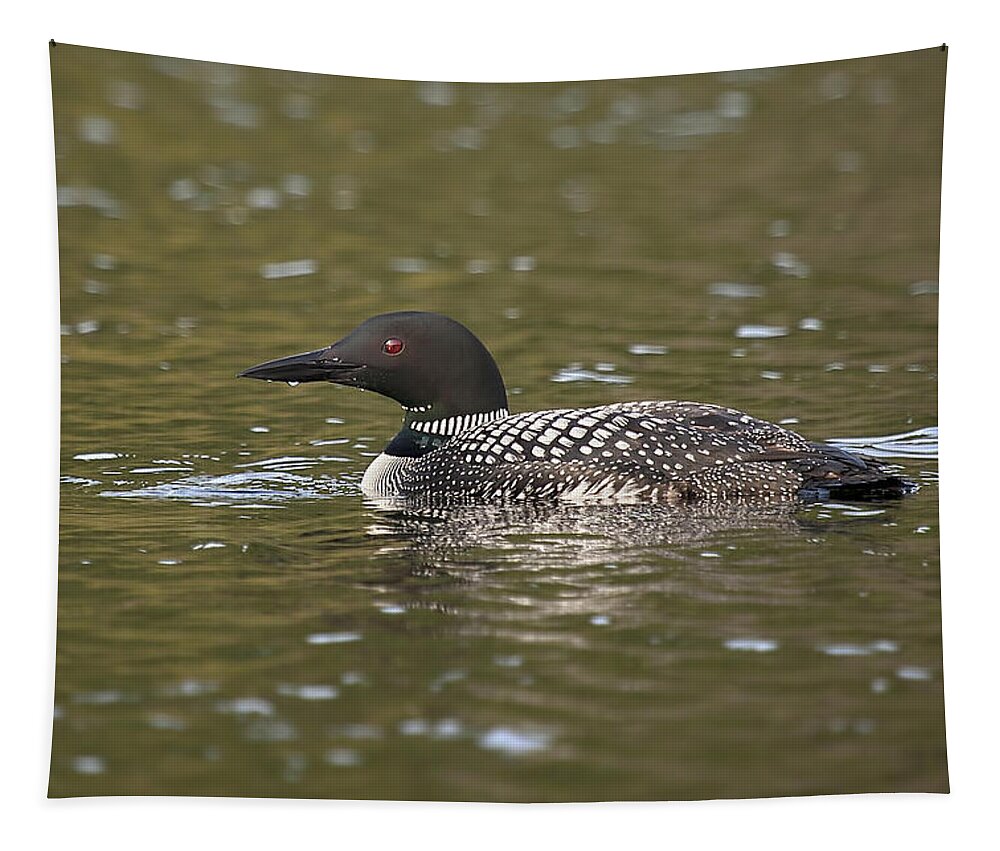Loon Tapestry featuring the photograph Common Loon by Eunice Gibb