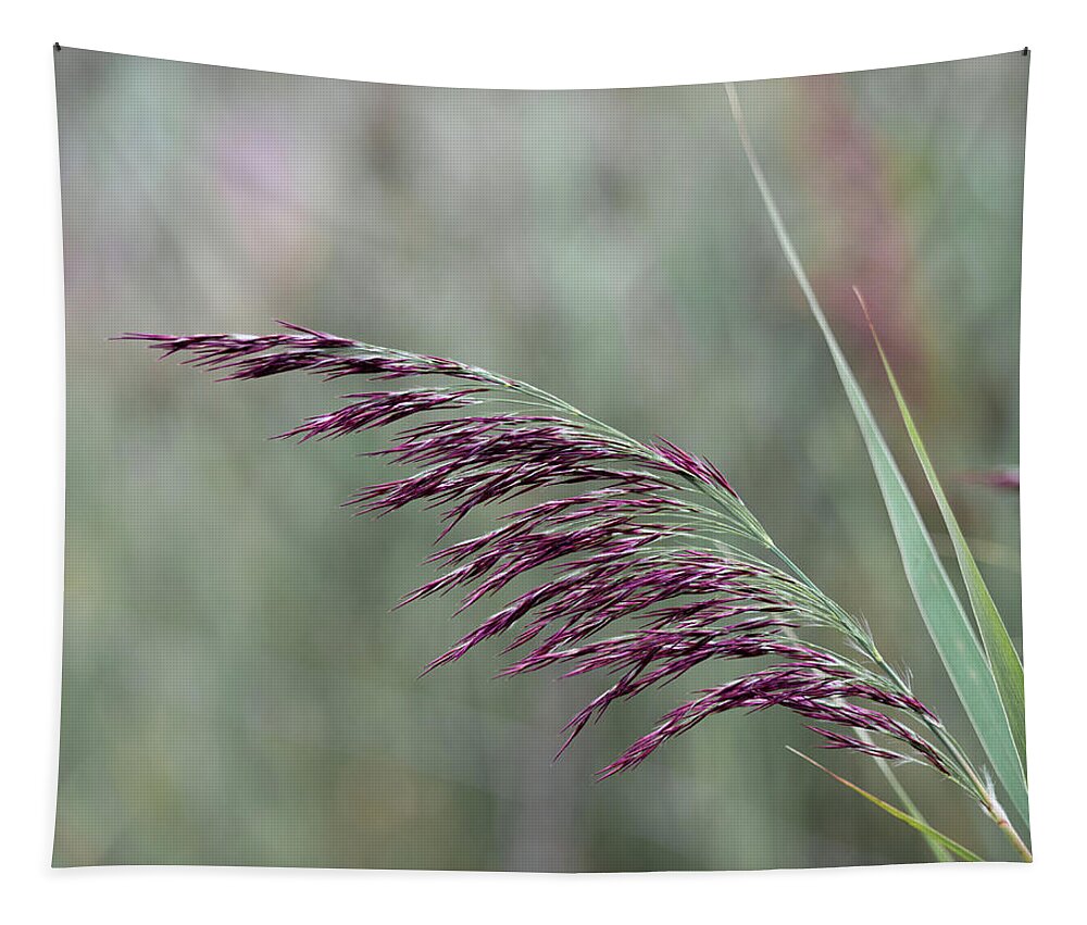 Autumn Tapestry featuring the photograph Common reed flower stalk by Scott Lyons