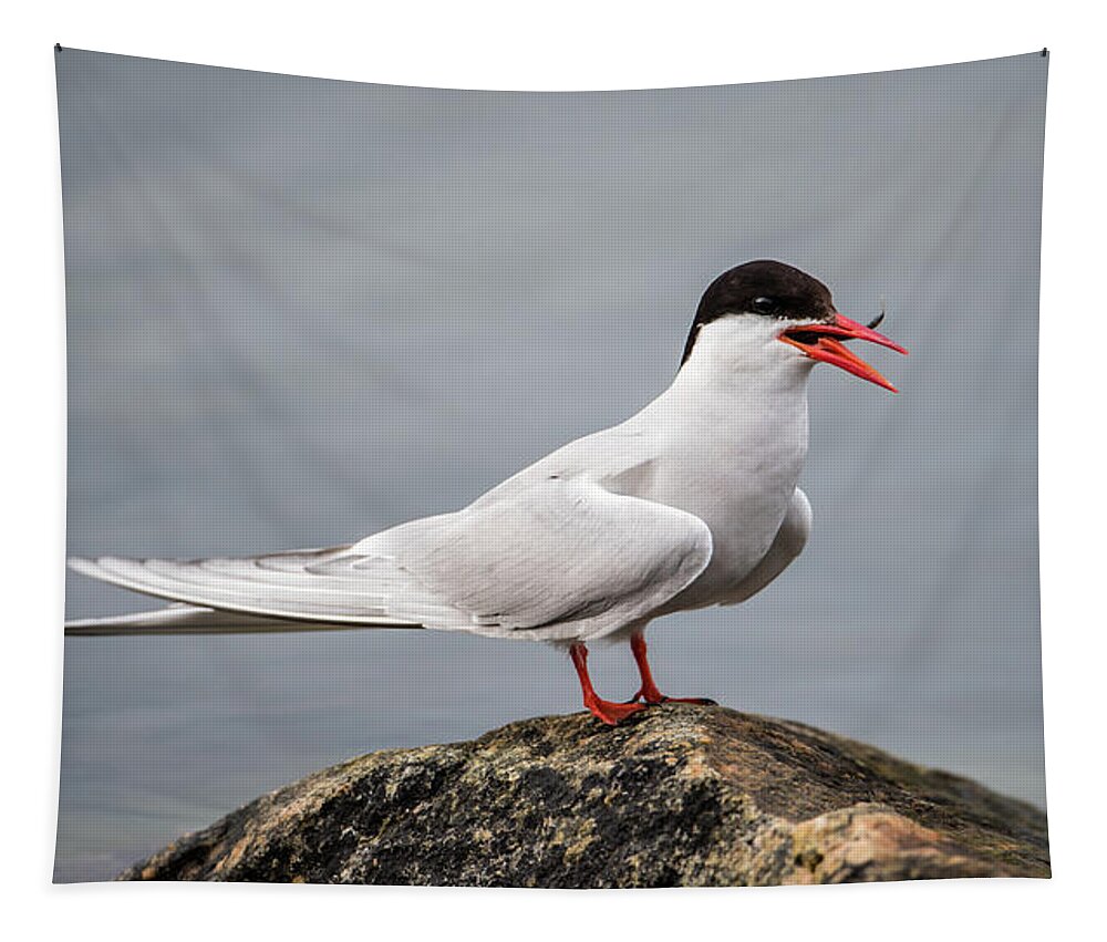 Common Tern Tapestry featuring the photograph Common Tern by Torbjorn Swenelius