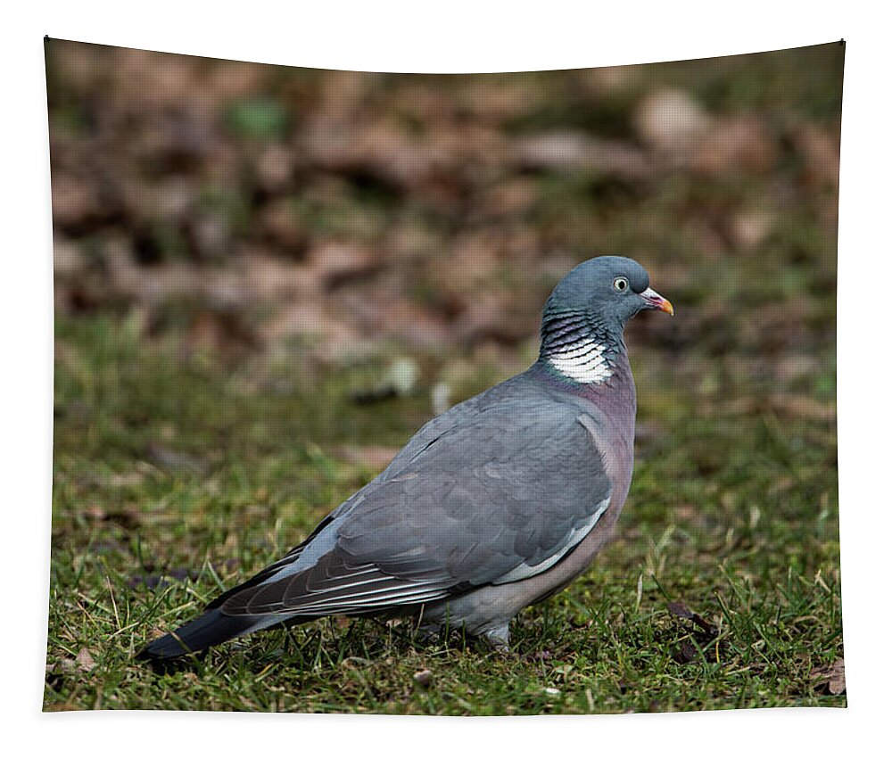 Common Wood Pigeon Tapestry featuring the photograph Common Wood Pigeon's profile by Torbjorn Swenelius