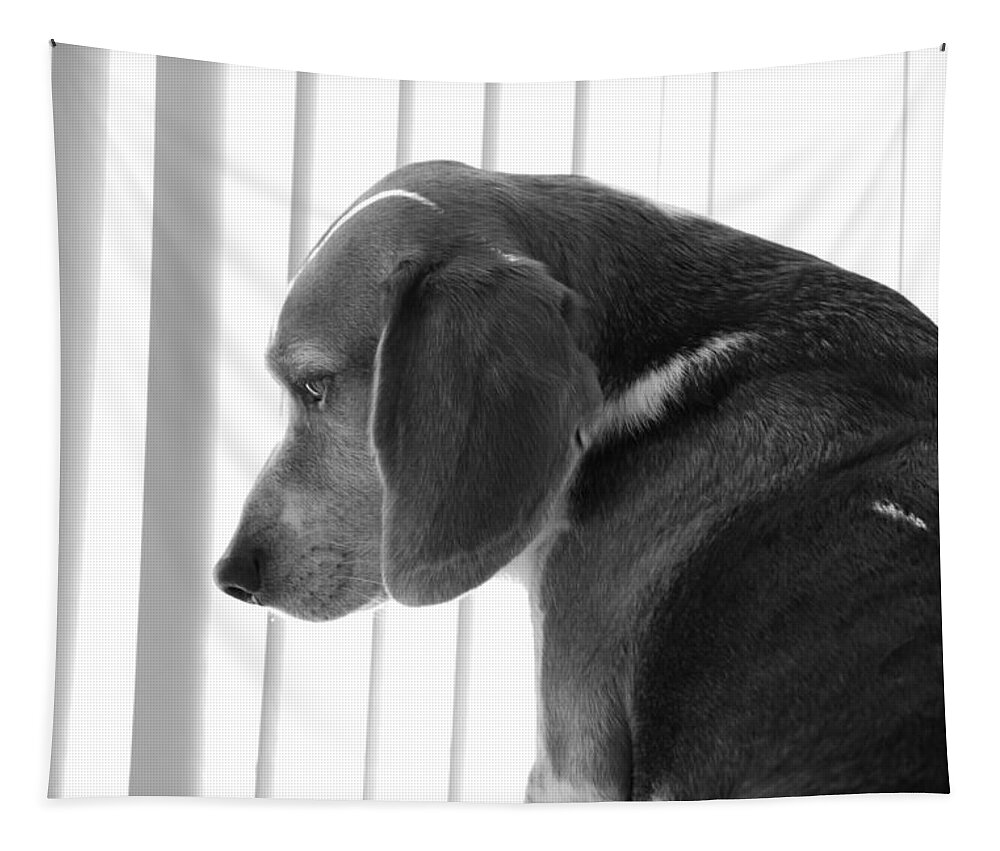 Beagle Tapestry featuring the photograph Contemplative Beagle by Jennifer Ancker