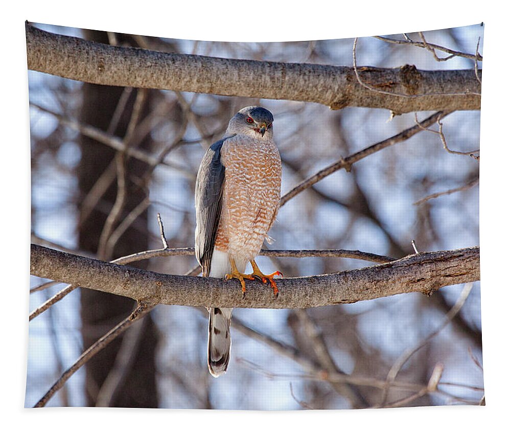 Hawk Tapestry featuring the photograph Cooper's Hawk by Eunice Gibb