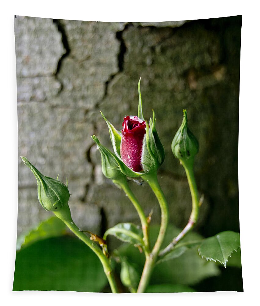 Flower Tapestry featuring the photograph Coquette. by Elena Perelman