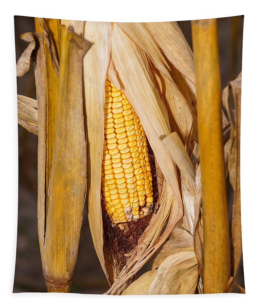 Corn On The Cobb Tapestry featuring the photograph Corn Cobb On Stalk by Jennifer White