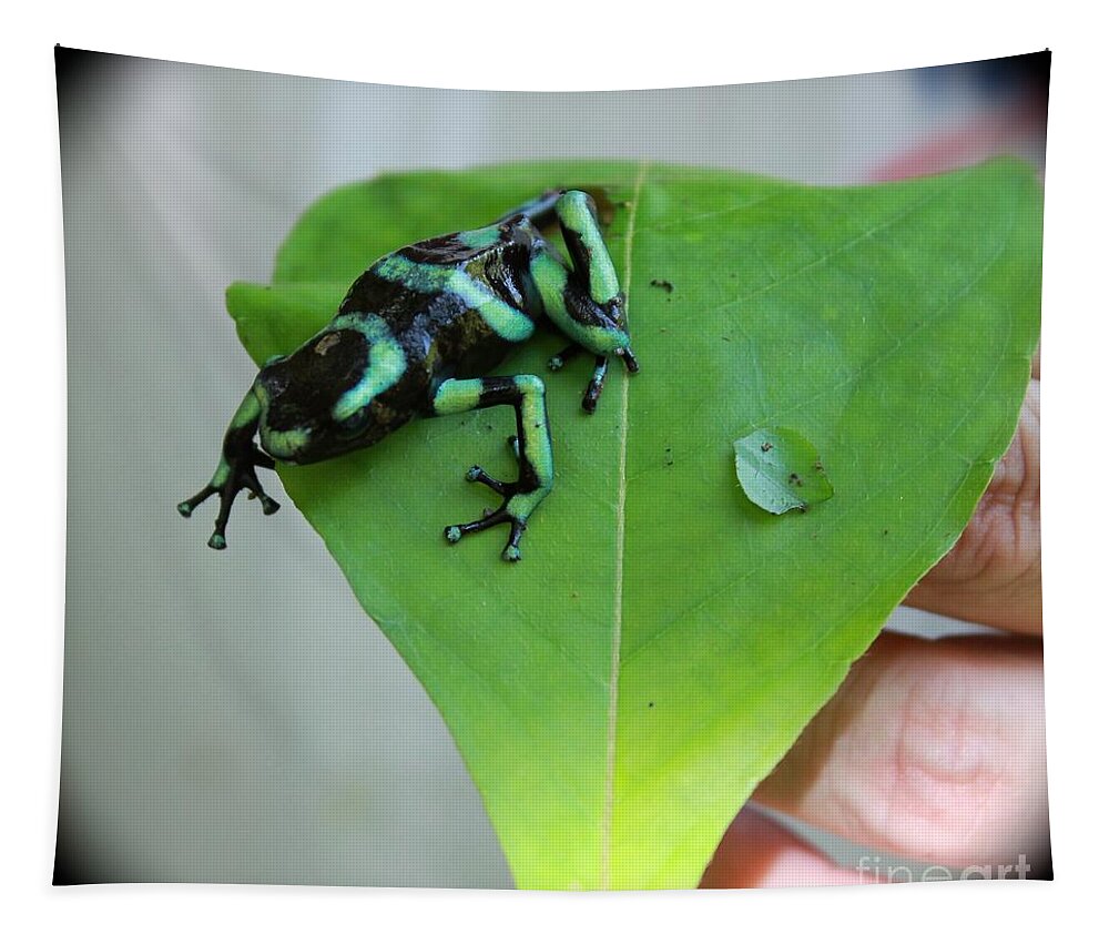 Costa Rican Tapestry featuring the photograph Costa Rican Poison Dart Frog by Alice Terrill