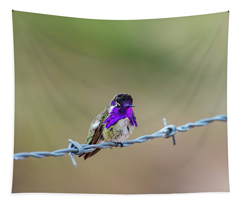 Nature Tapestry featuring the photograph Costa's Hummingbird by Douglas Killourie