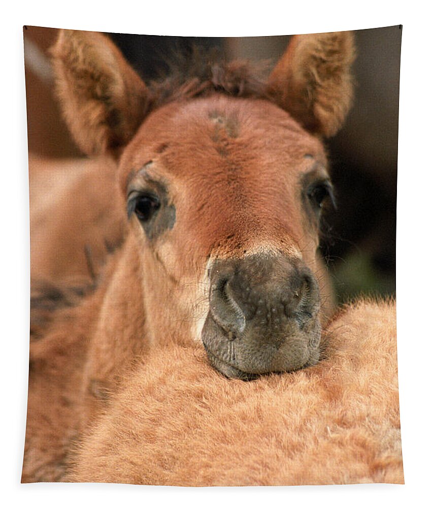 Foal Tapestry featuring the photograph Cosy by Ang El