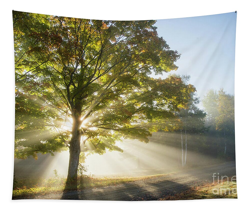 Morning Light Rays Tapestry featuring the photograph Country Road by Alana Ranney
