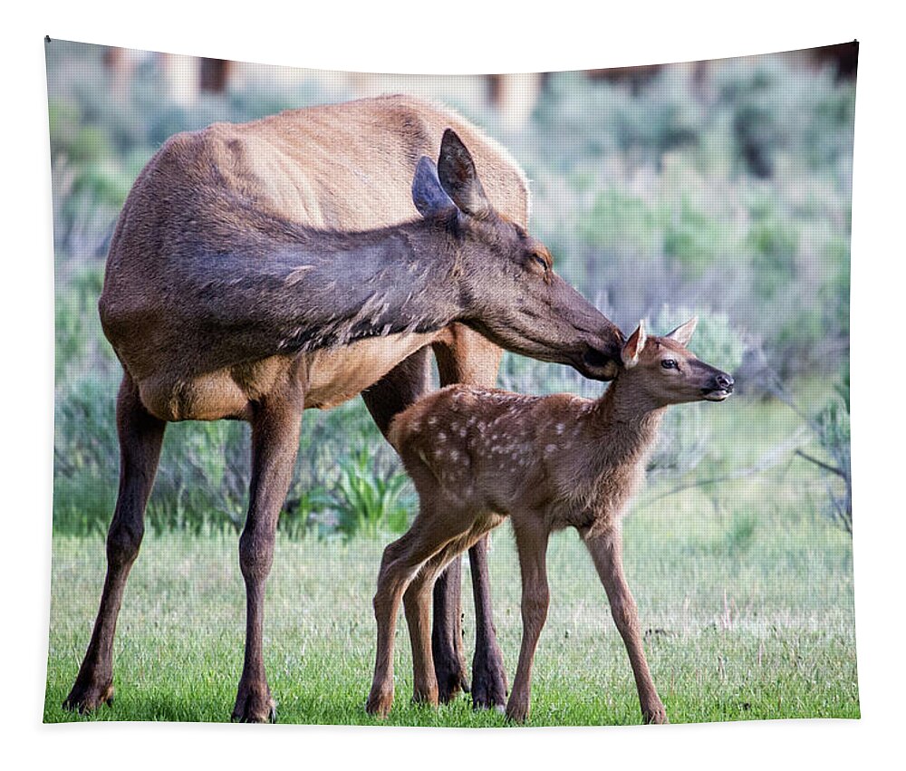 Elk Tapestry featuring the photograph Cow and Calf Elk by Wesley Aston