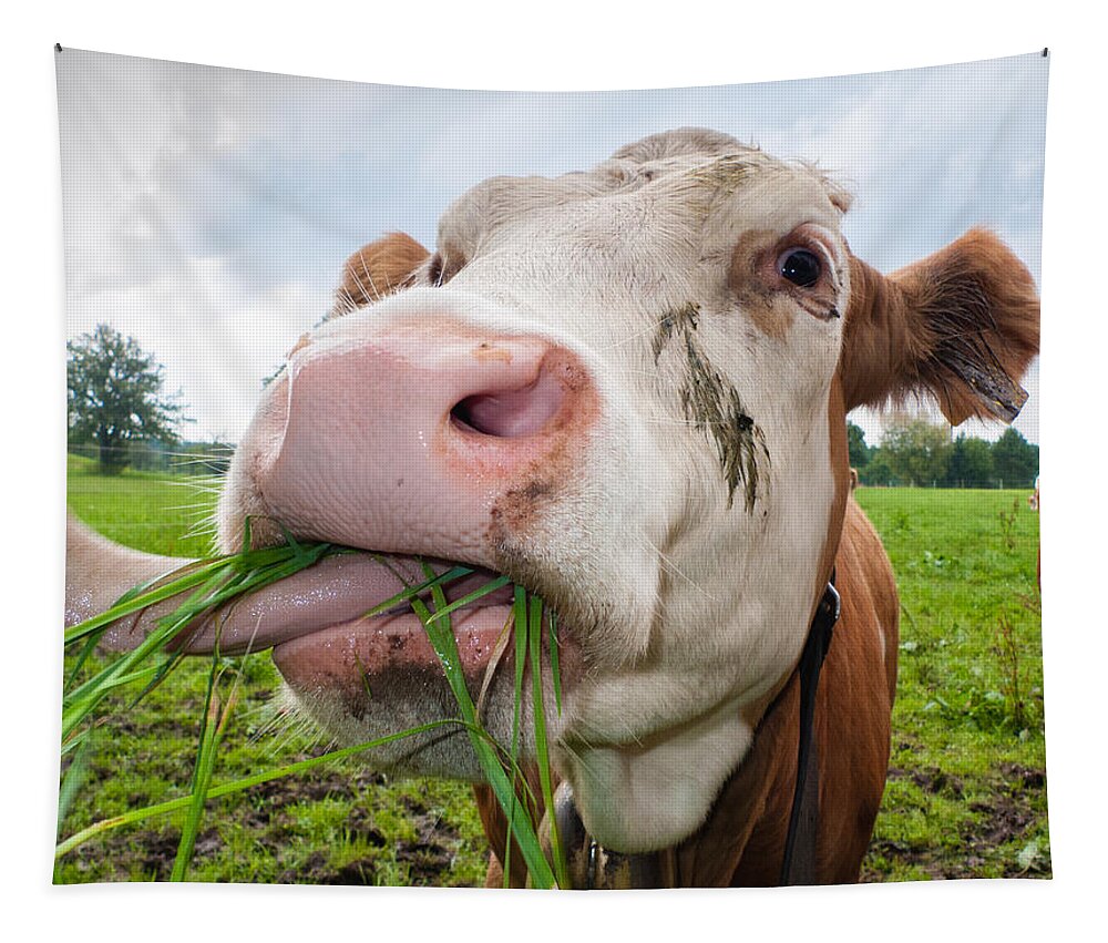 Cow Tapestry featuring the photograph Cow eating fresh grass by Matthias Hauser