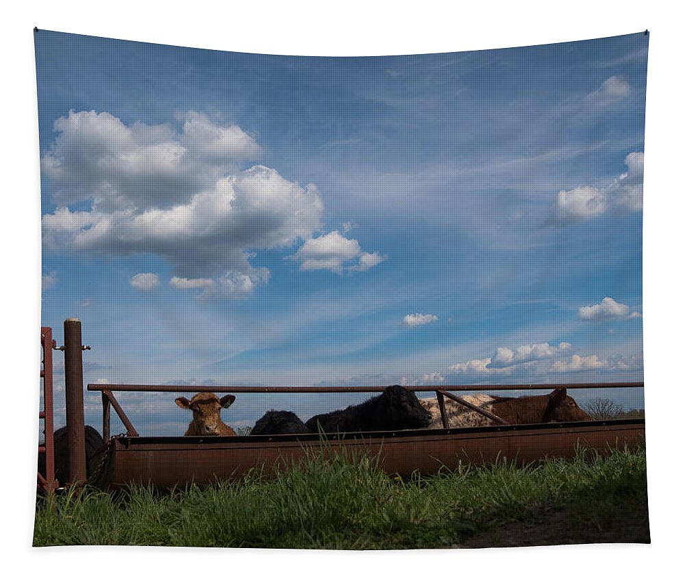Cow Tapestry featuring the photograph Cows on the Farm by Holden The Moment
