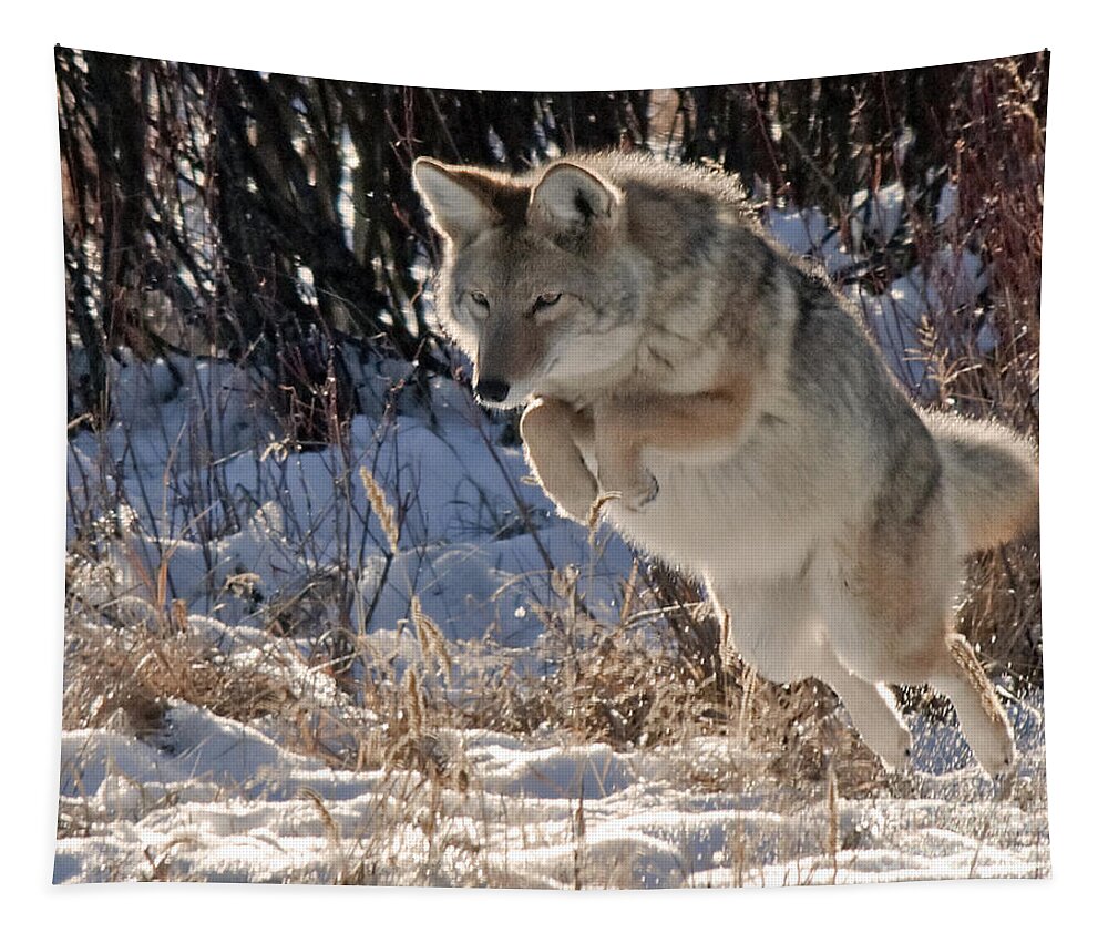 Coyote Tapestry featuring the photograph Coyote In Mid Jump by Gary Beeler