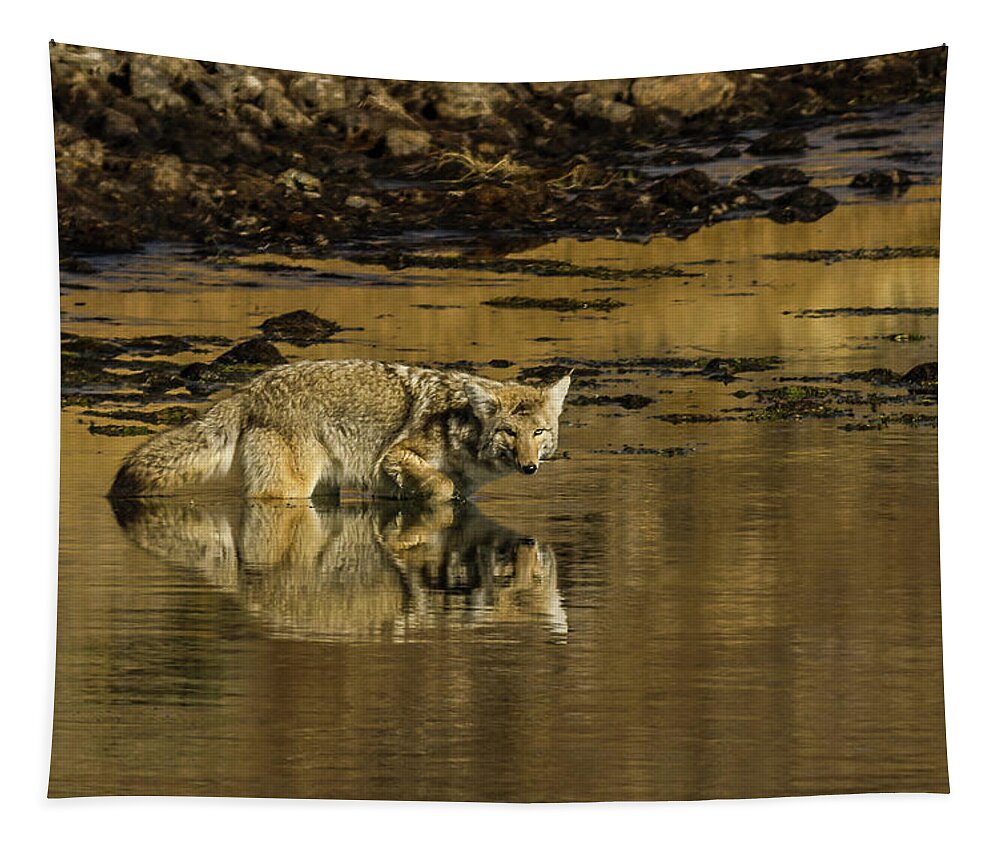 Coyote Tapestry featuring the photograph Coyote Reflections by Yeates Photography