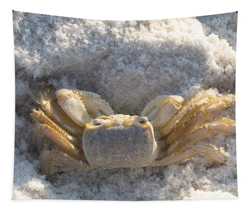 Crab Tapestry featuring the photograph Crab on the Beach by Christiane Schulze Art And Photography