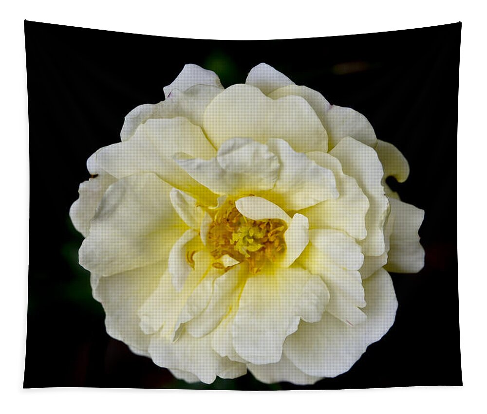Rose Tapestry featuring the photograph Cream Rose on Black background. by Elena Perelman