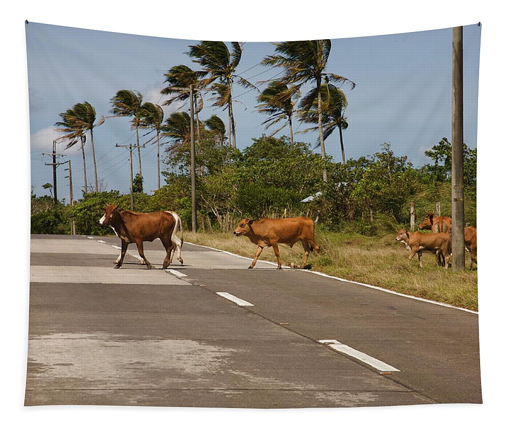 Cattle Tapestry featuring the photograph Crossing cattle. by Christopher Rowlands