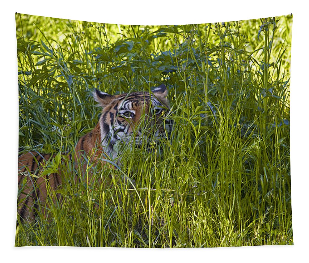 Crouching Tiger Tapestry featuring the photograph Crouching Tiger by Keith Kapple
