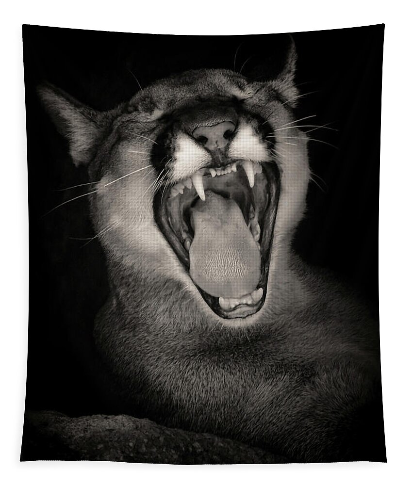 Mountain Lions Tapestry featuring the photograph Cruz Yawning by Elaine Malott