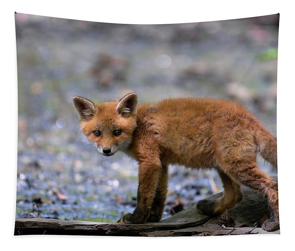 Fox Cub. Baby Fox Tapestry featuring the photograph Curious fox cub by Sam Rino