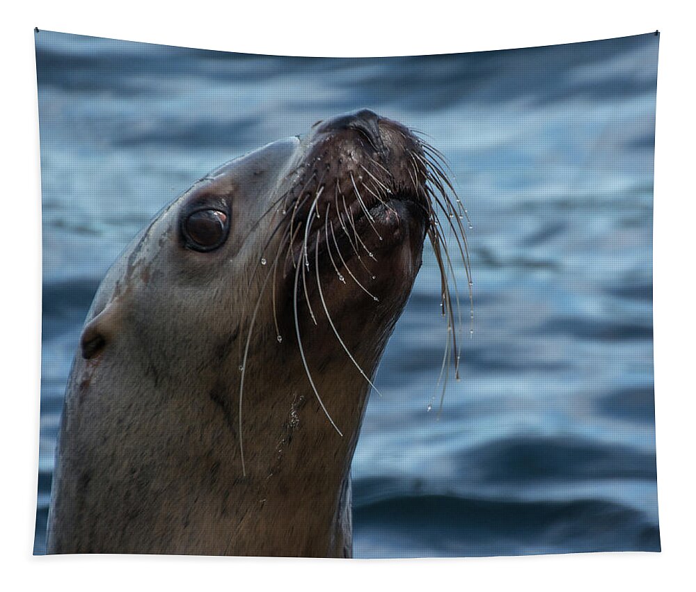 Sea Lion Tapestry featuring the photograph Curious Lion by David Kirby