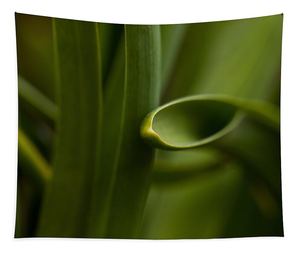 Curves Of Nature Tapestry featuring the photograph Curves Of Nature by Karol Livote