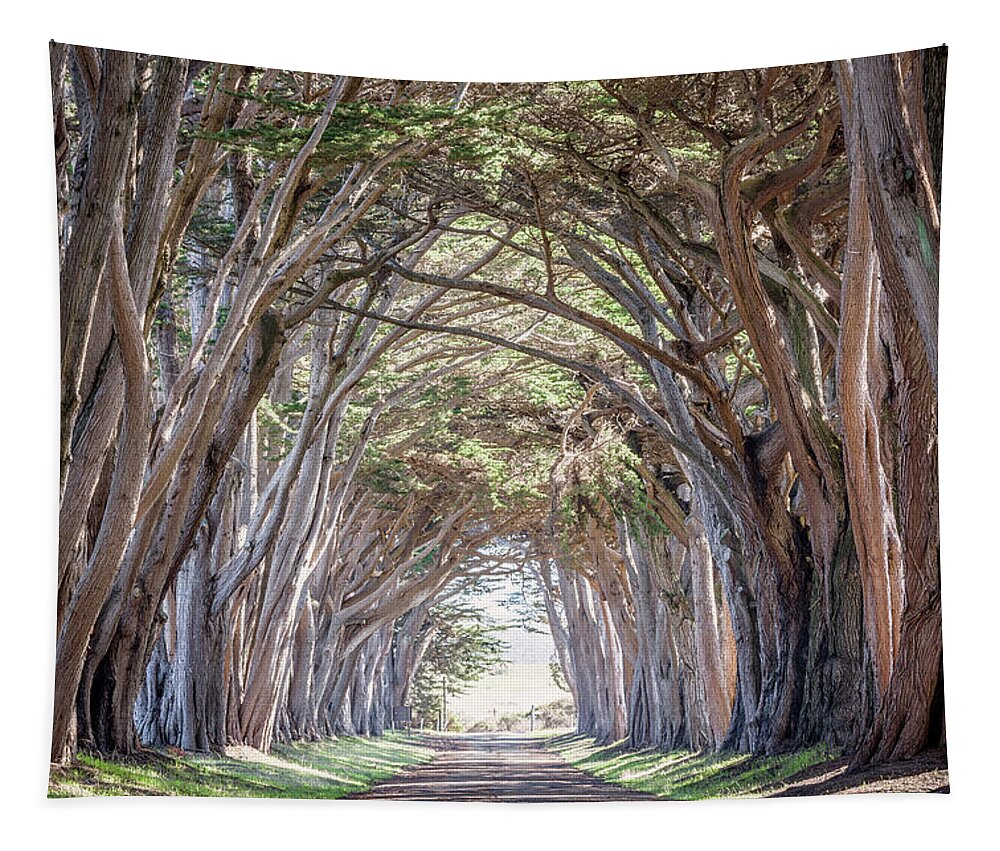 Cypress Tapestry featuring the photograph Cypress Embrace by Everet Regal