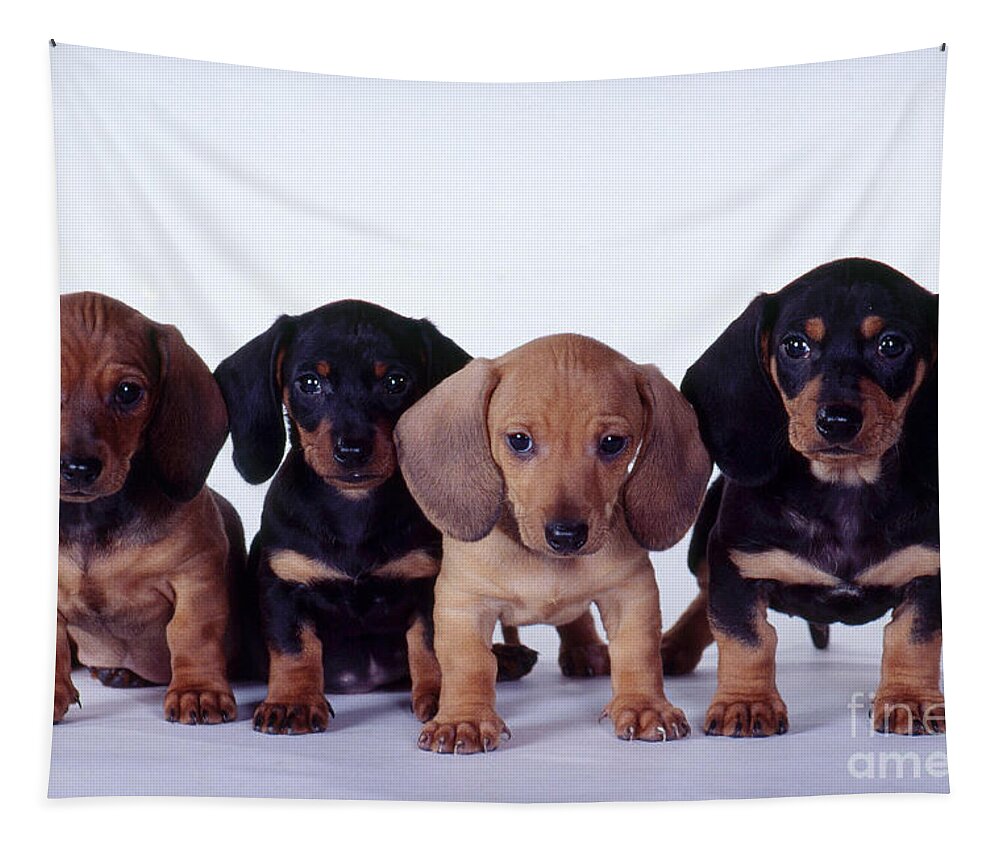 Dachshund Tapestry featuring the photograph Dachshund Puppies by Carolyn McKeone and Photo Researchers
