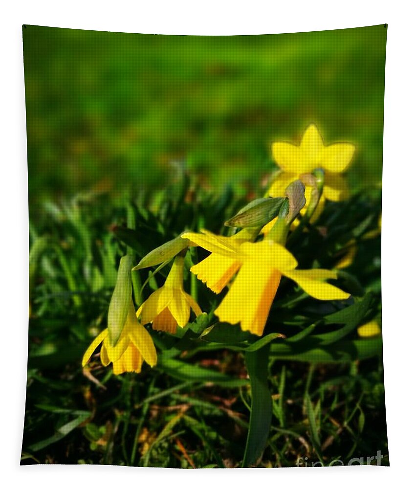 Nature Tapestry featuring the photograph Daffodils by Jarek Filipowicz