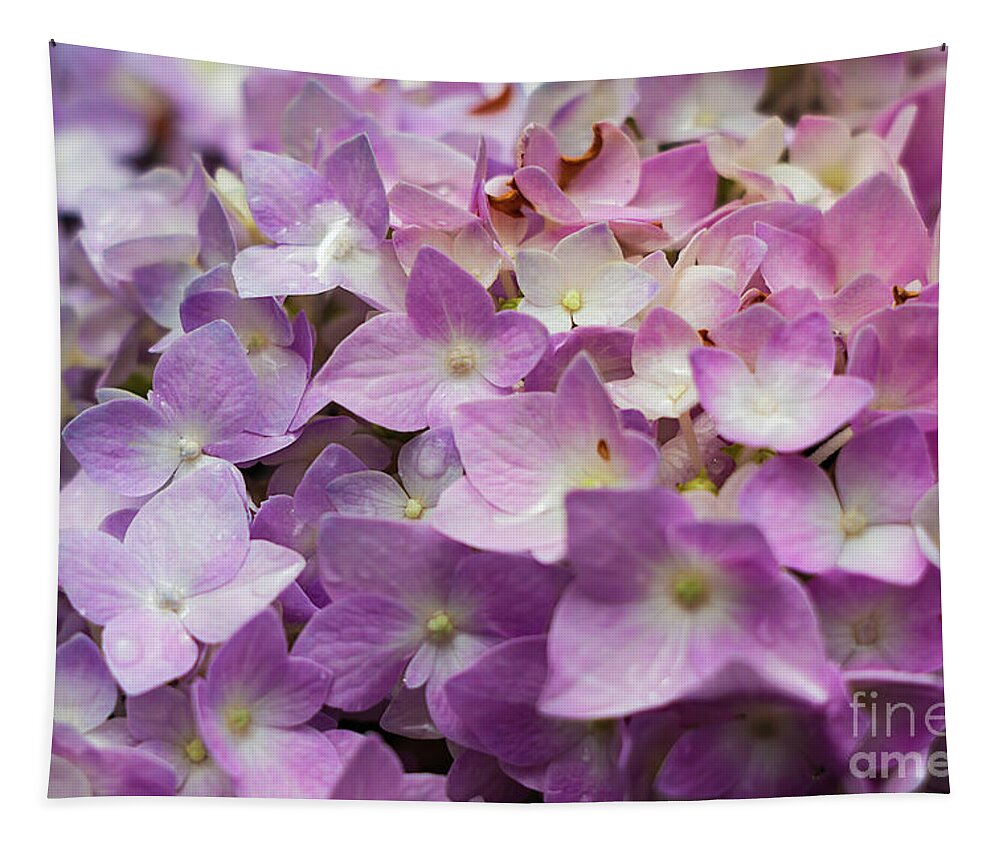 Pink Hydrangeas Tapestry featuring the photograph Dainty Pink Hydrangeas by Elizabeth Dow