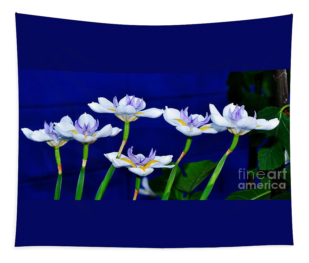 Photography Tapestry featuring the photograph Dainty White Irises all in a Row by Kaye Menner